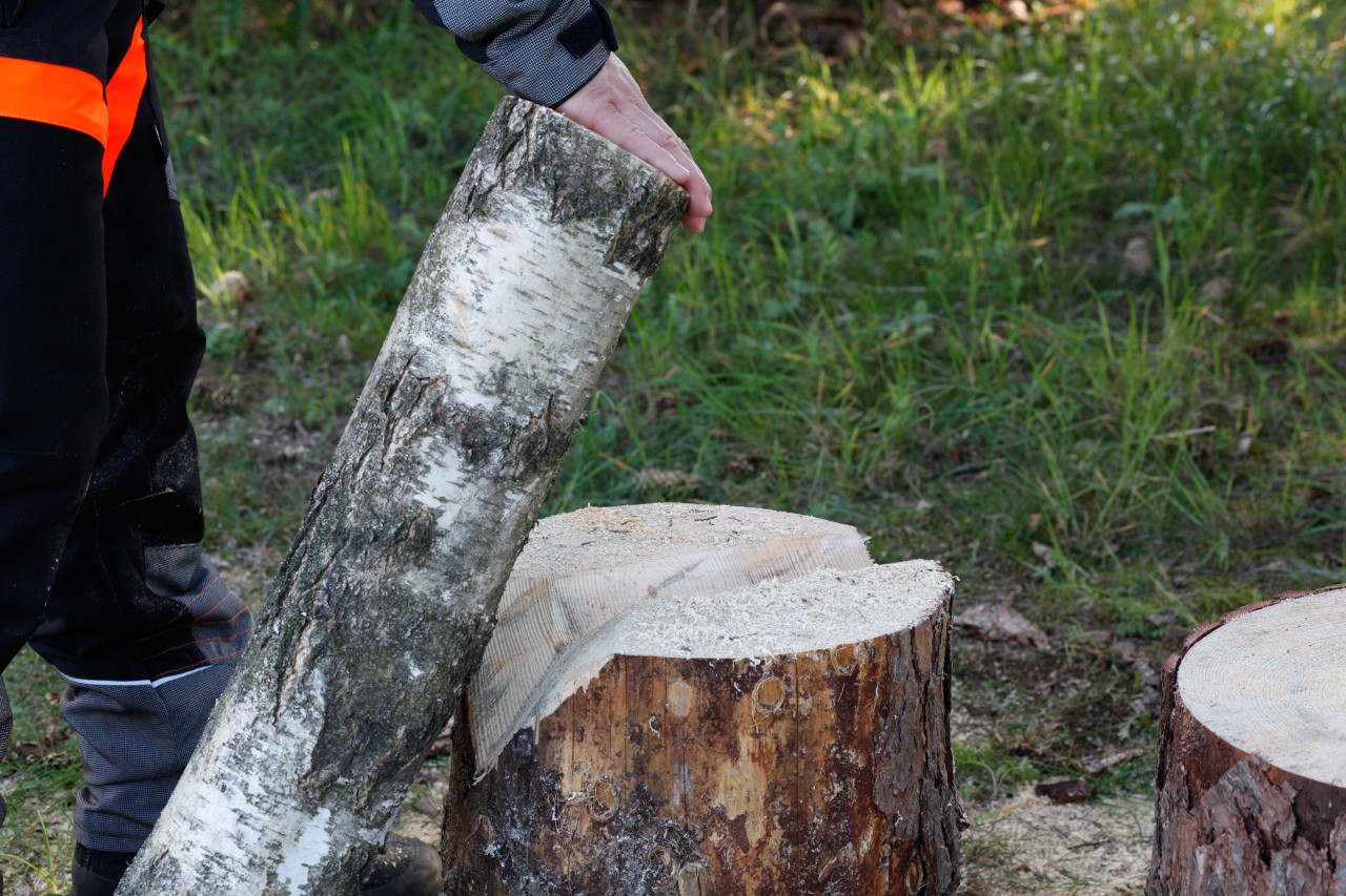 Fabriquer des bougies en bois : Un rondin placé dans une entaille en V faite dans une souche d’arbre