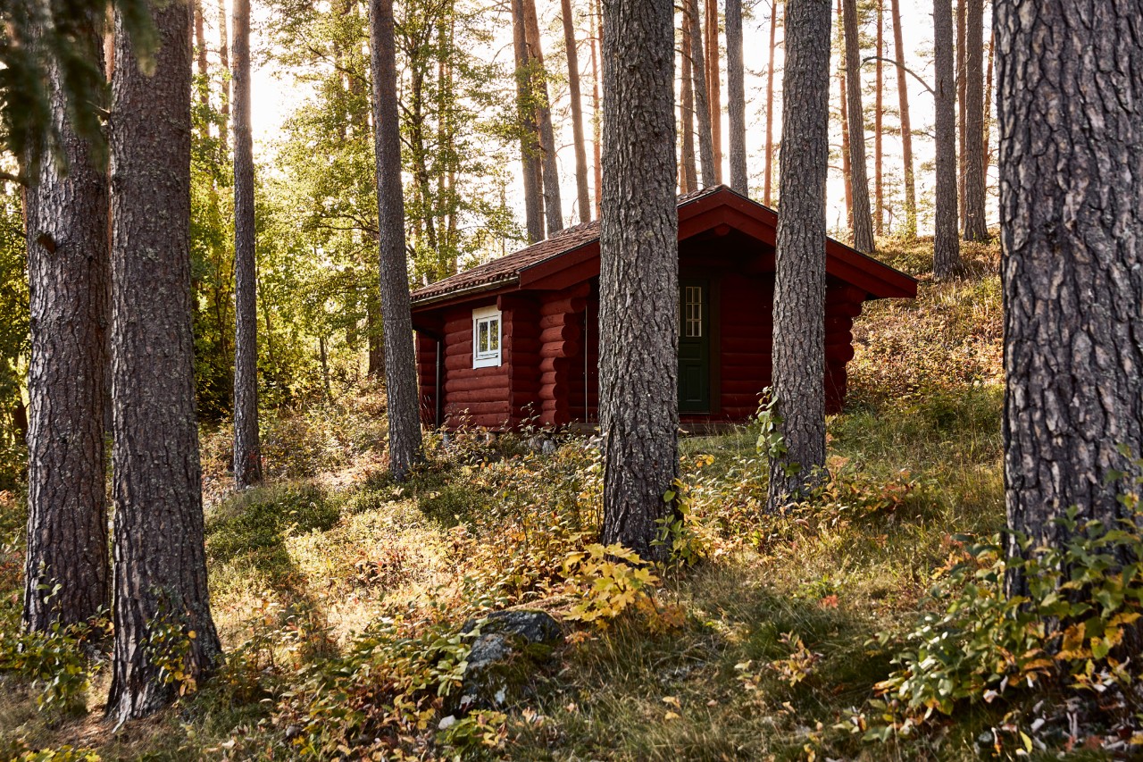 Cabane en bois rouge au milieu des arbres