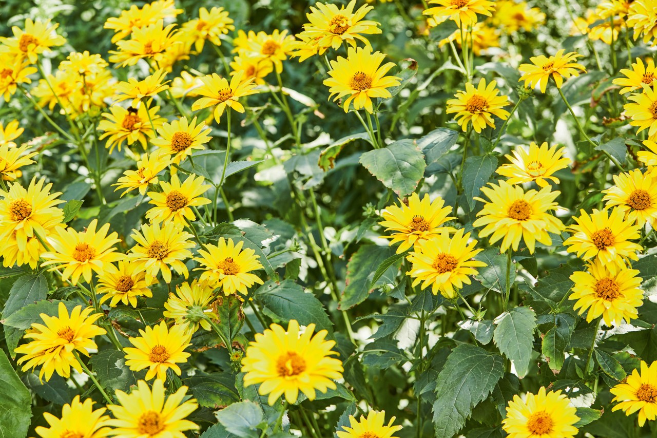 Gros plan : tournesols vivaces avec fleurs d’un jaune éclatant
