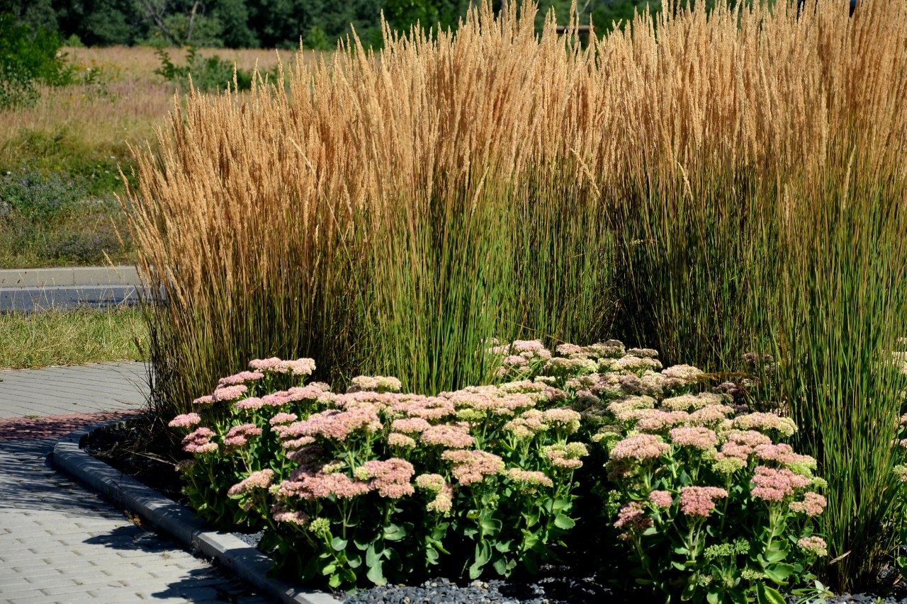 Calamagrostis sur un chemin pavé