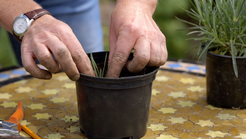 Gros plan sur la plantation de boutures en pot