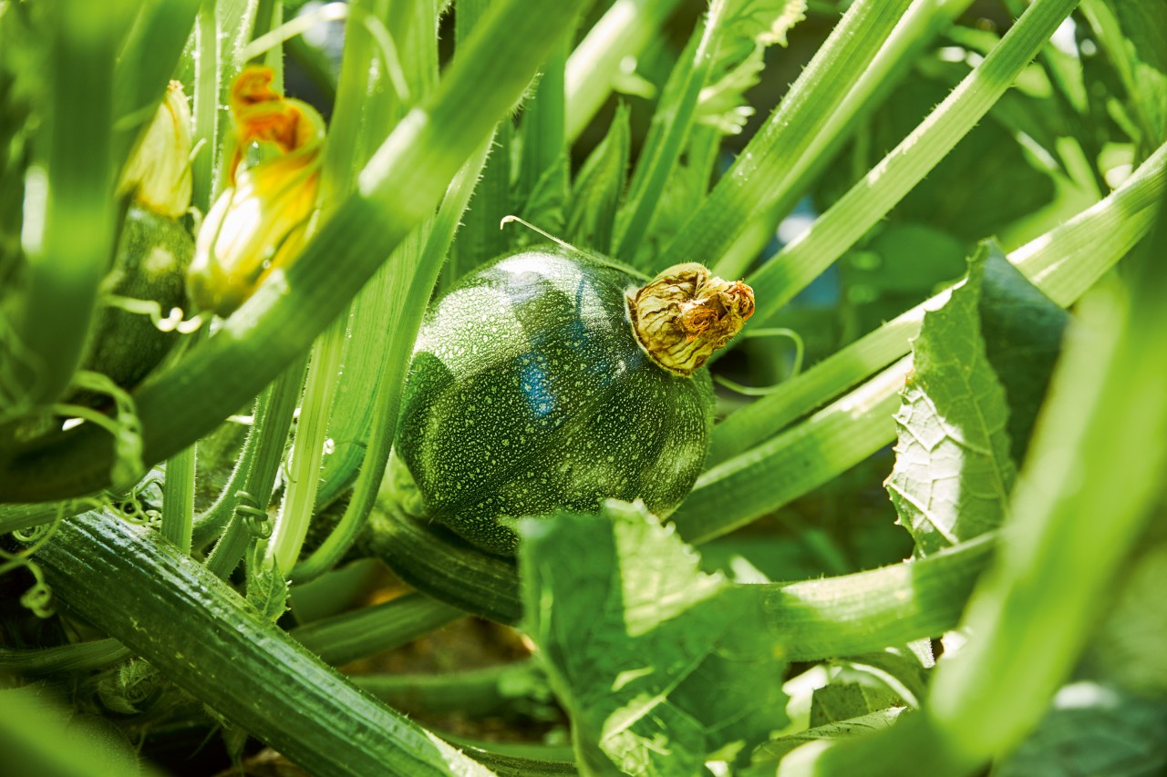 Gros plan d’une courgette ronde dans un carré potager