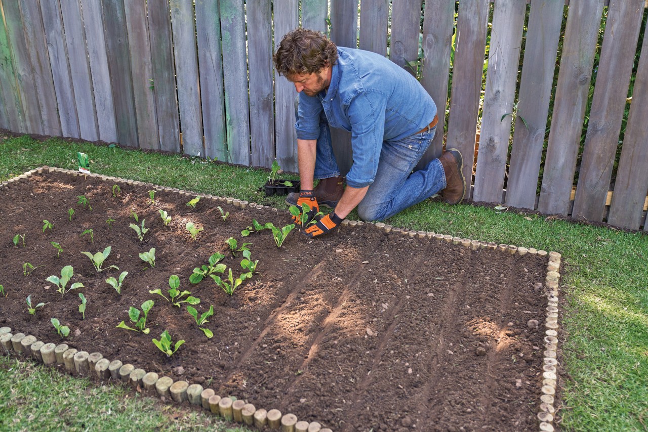 Un homme aménage son potager en plantant les plantes en ligne