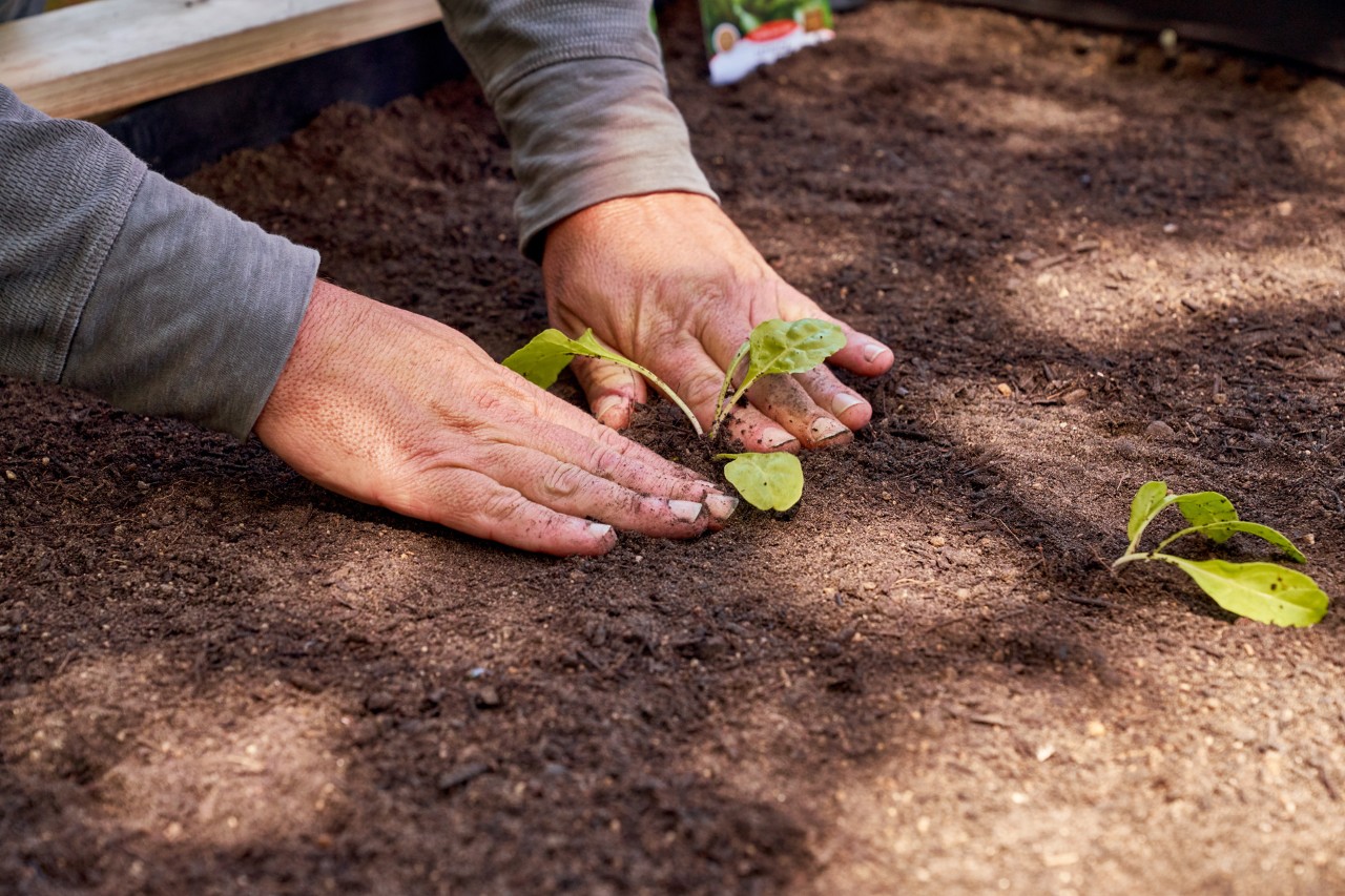 La terre est tassée autour d’un jeune plant tout juste repiqué