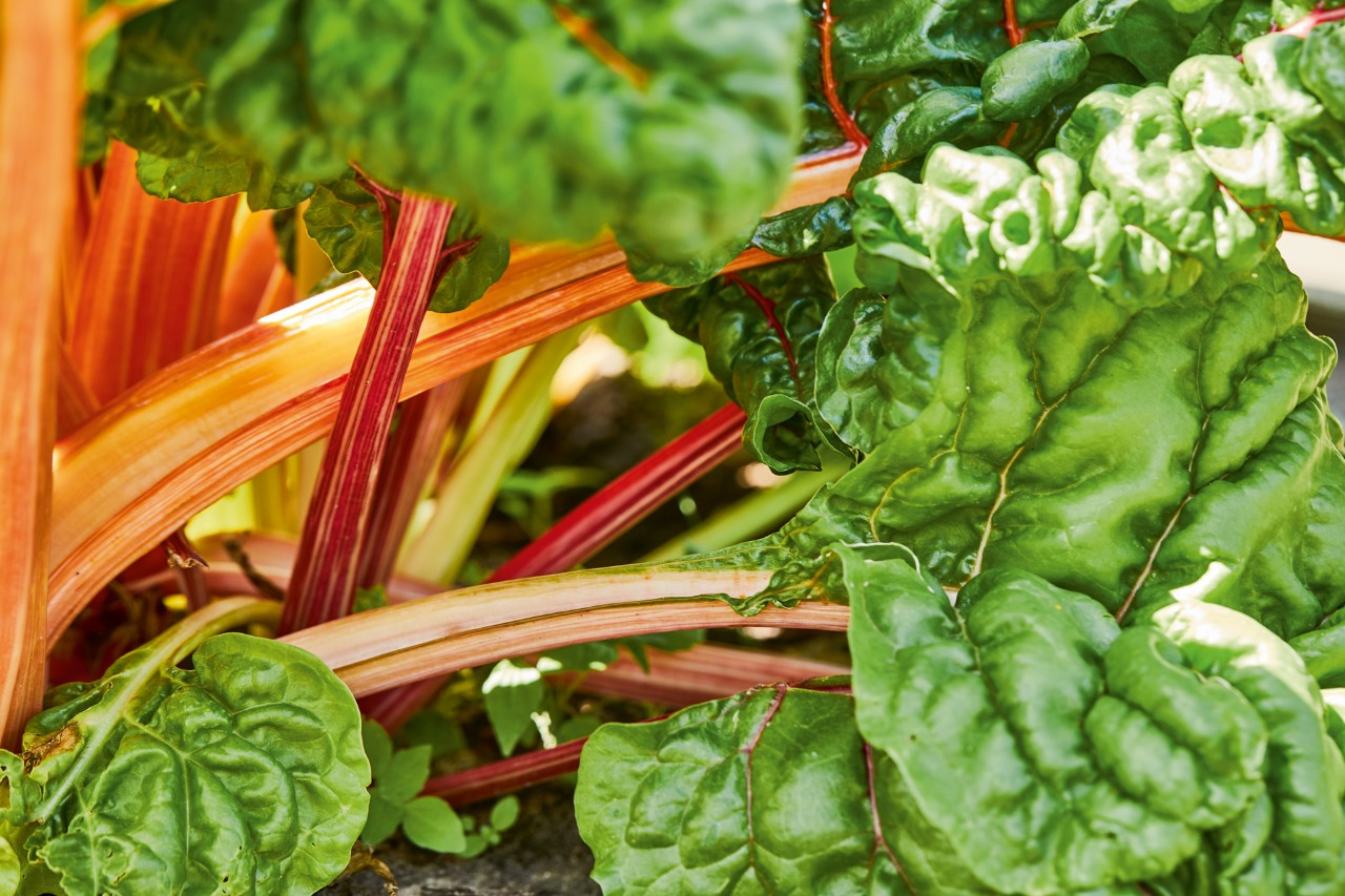 Gros plan sur des côtes de blette dans un potager surélevé