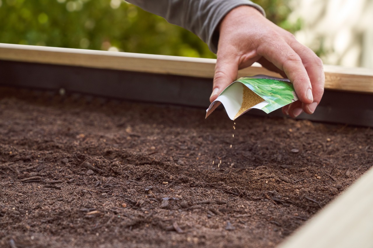 Une main qui sème des graines dans un potager surélevé