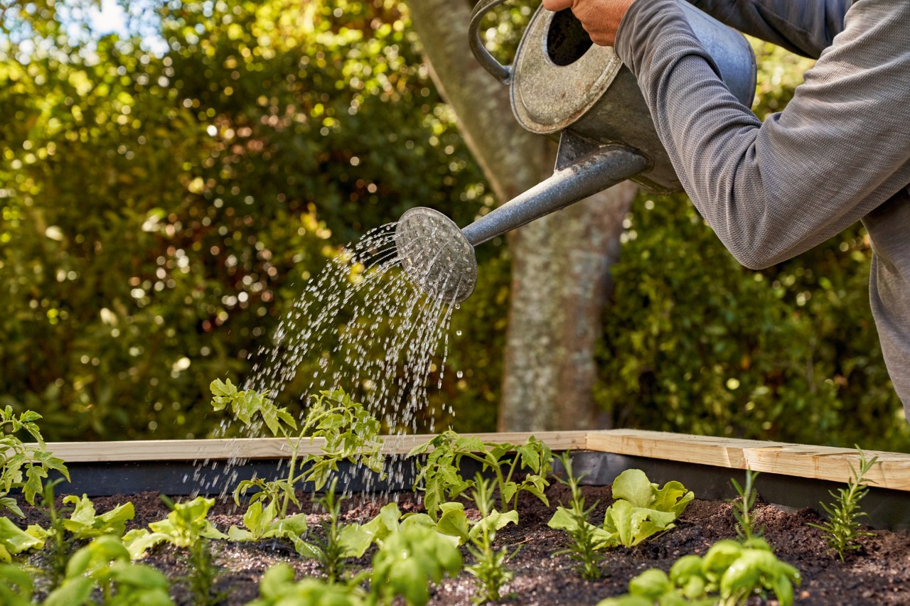 L’arrosage des plantes est essentiel pour leur développement