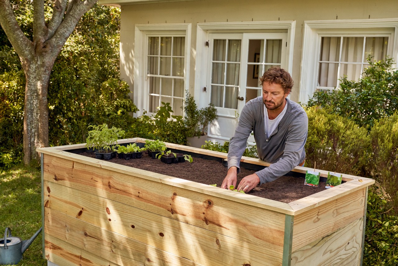 Des plants de légumes sont plantés dans le potager sur pieds