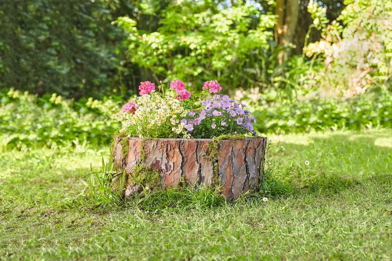 Des fleurs multicolores poussent dans une souche d’arbre creuse