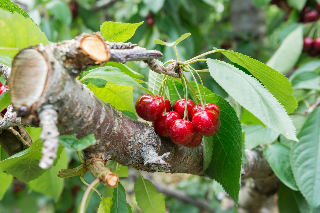 Cerises douces sur un arbre