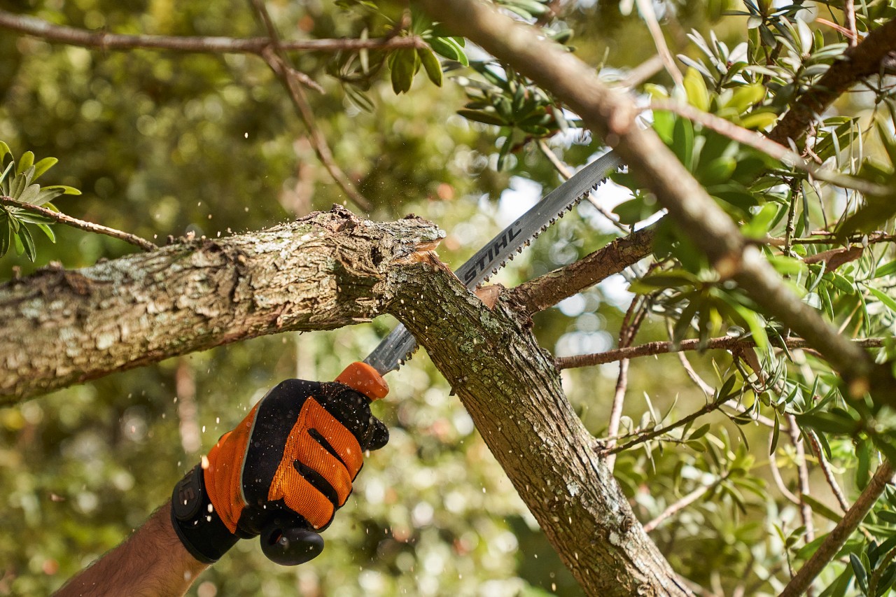 Une personne équipée de gants de protection STIHL scie une branche d’un arbre feuillu à l’aide d’une scie STIHL