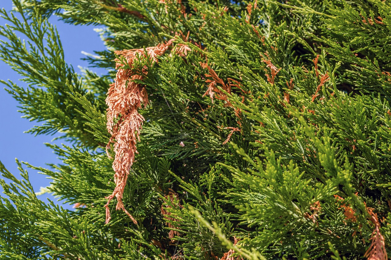 Branche brune et morte d’une haie suite à une infestation de scolytes
