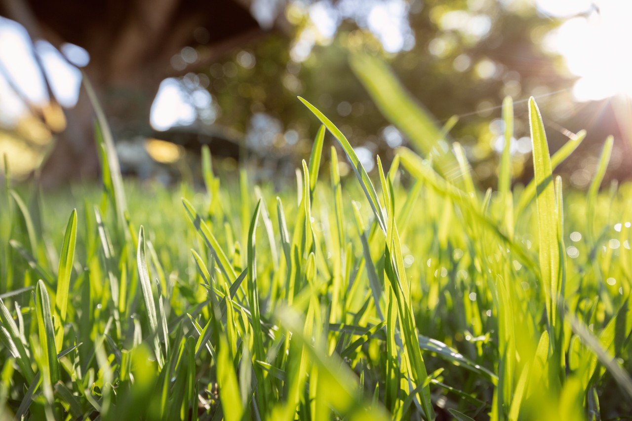 Planter une pelouse verte et saine