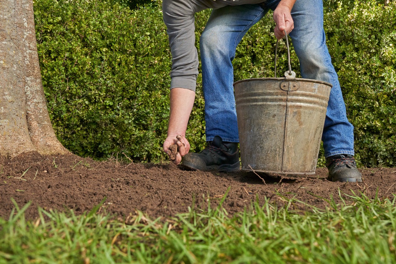 Personne dans un jardin retirant les pierres et les racines du sol en vue de la création d'une pelouse