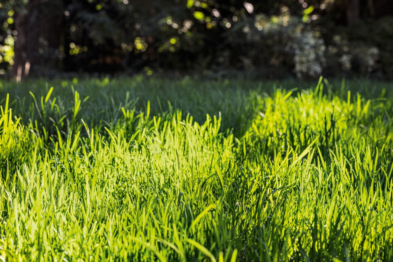 Gazon bien entretenu sous le soleil, illustrant la fréquence idéale pour tondre la pelouse et favoriser sa croissance.