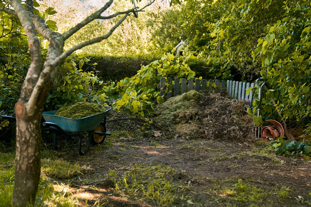 Des tas de compost à ciel ouvert devant un arbuste vert, avec une brouette et des arbres à proximité