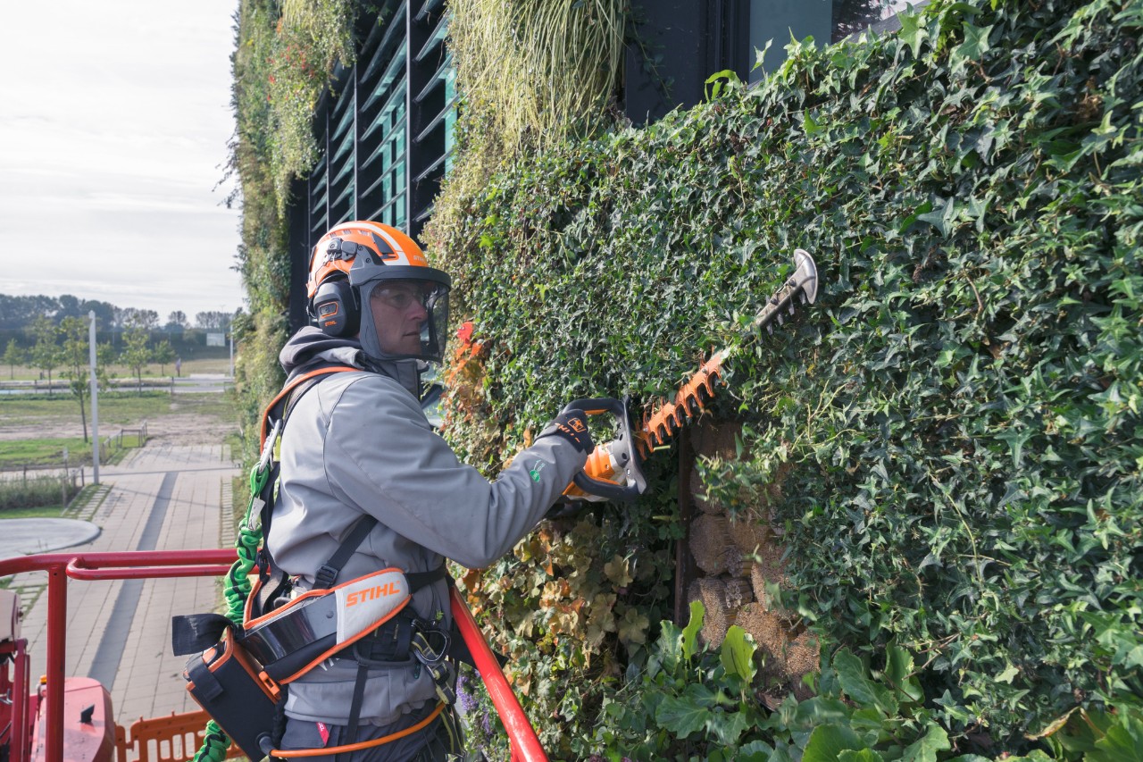 Een man op een hoogwerker snoeit de gevelbegroening terug