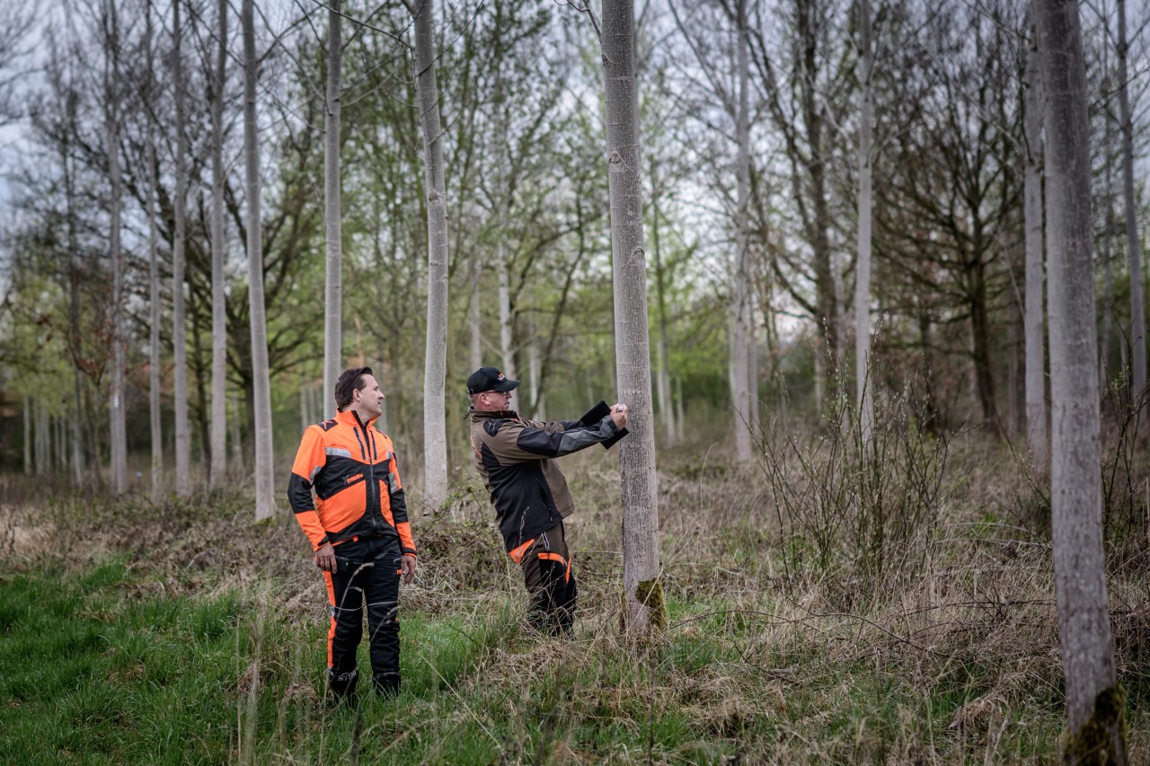 Mannen bij de inspectie van bomen