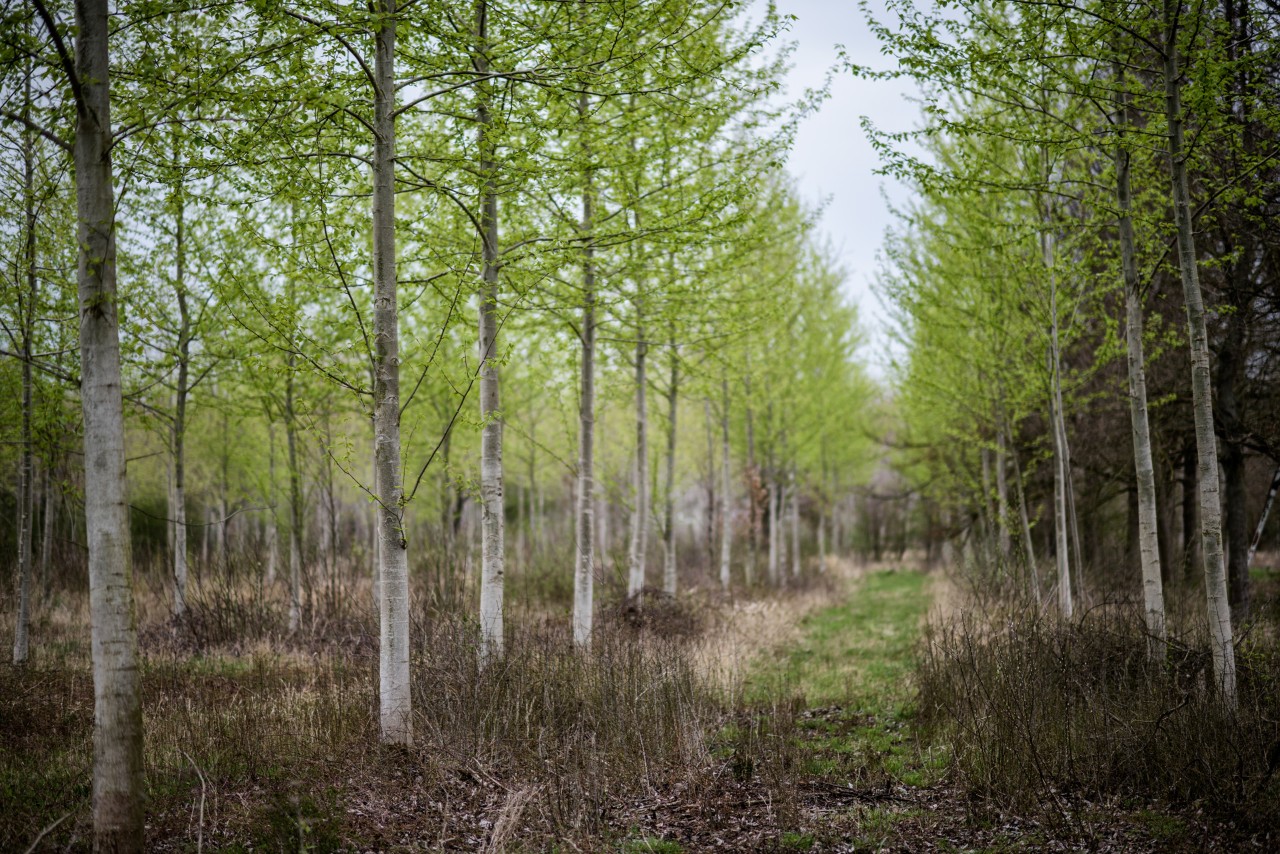 Een duurzame plantage