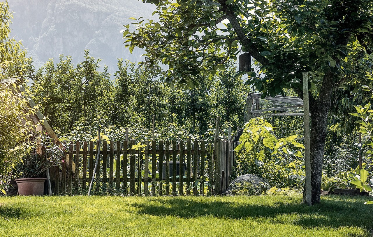 loofboom in een kleine, omheinde tuin