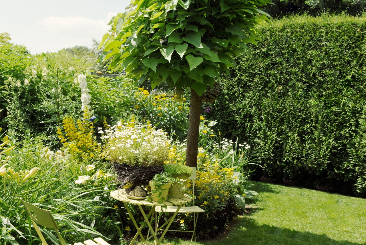 Kleine loofboom in een tuin, omringd door bloempotten