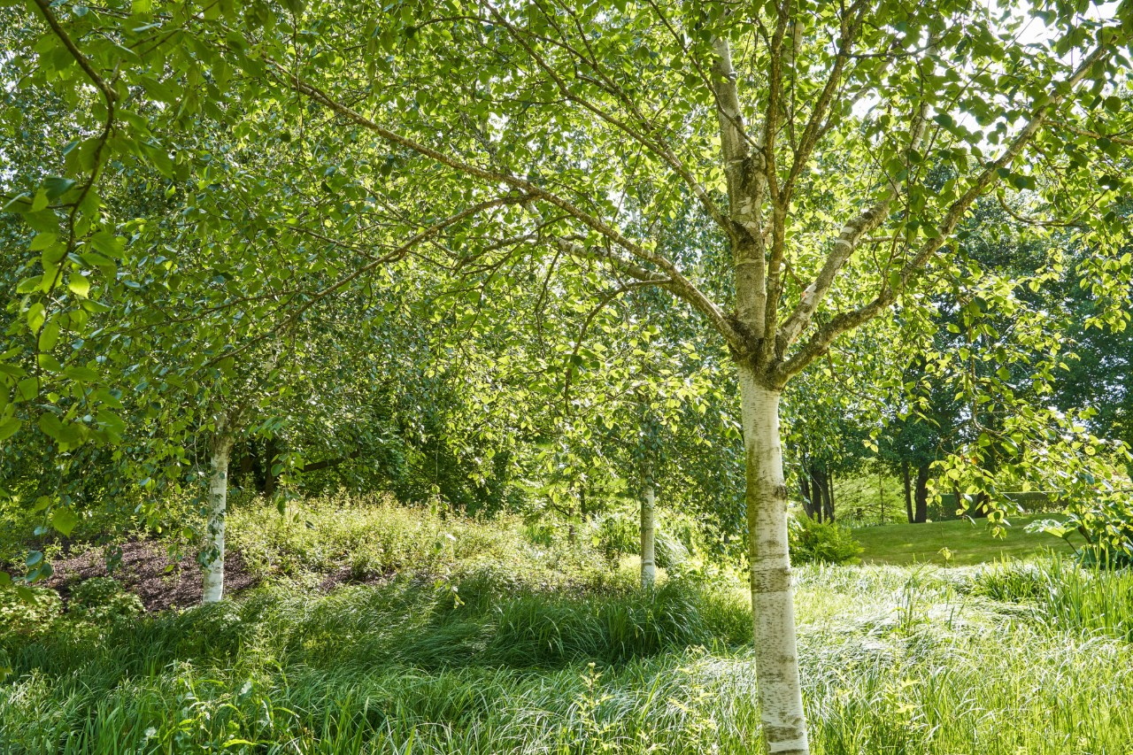 Ruwe berken op een groene weide
