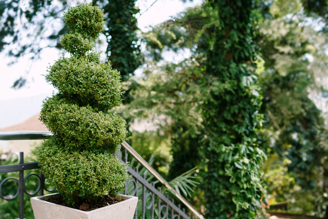 Buxus in spiraalvorm in een emmer bij een trap, bomen op de achtergrond