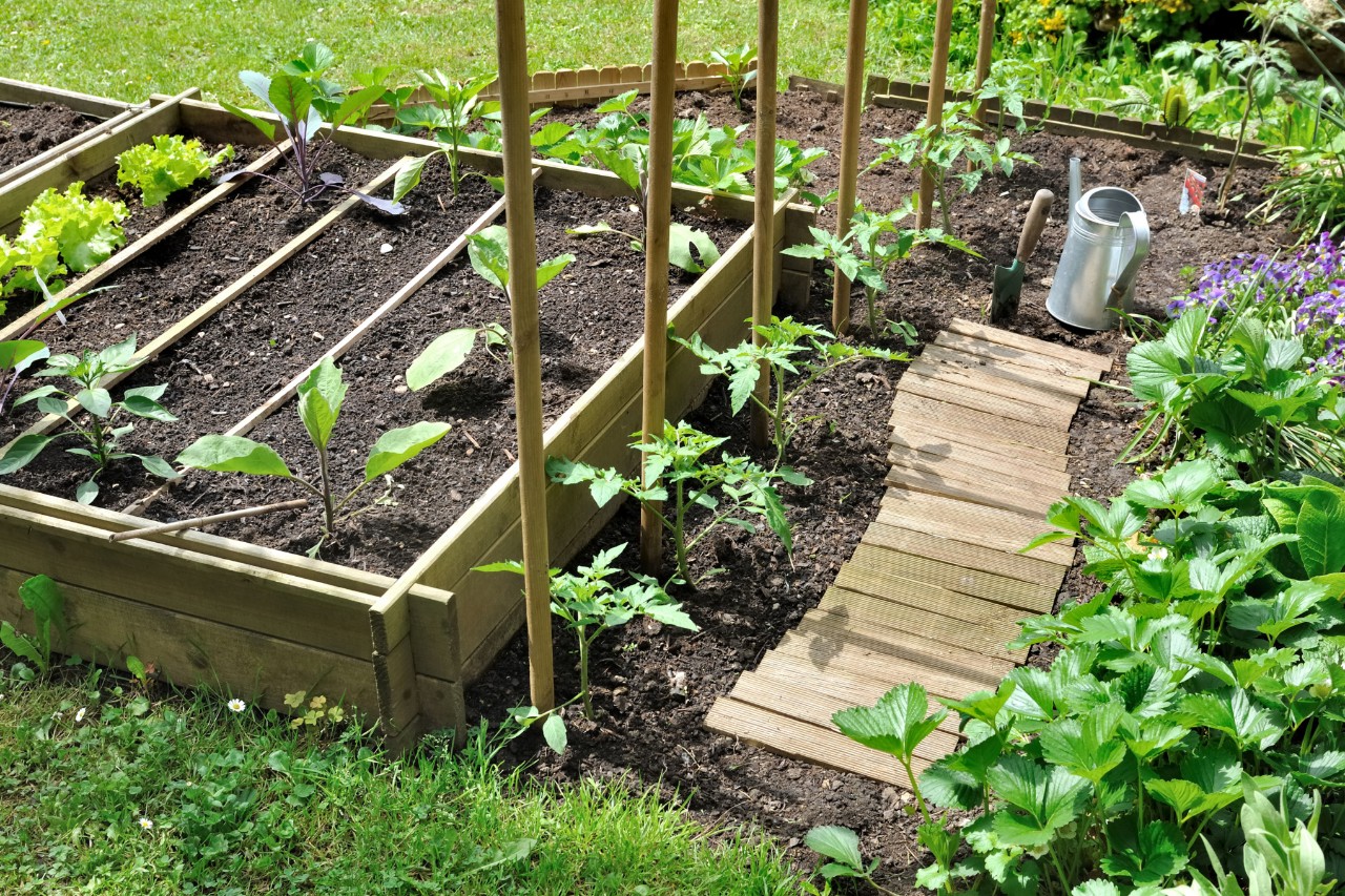 Pad van houten latten in een groenteperk