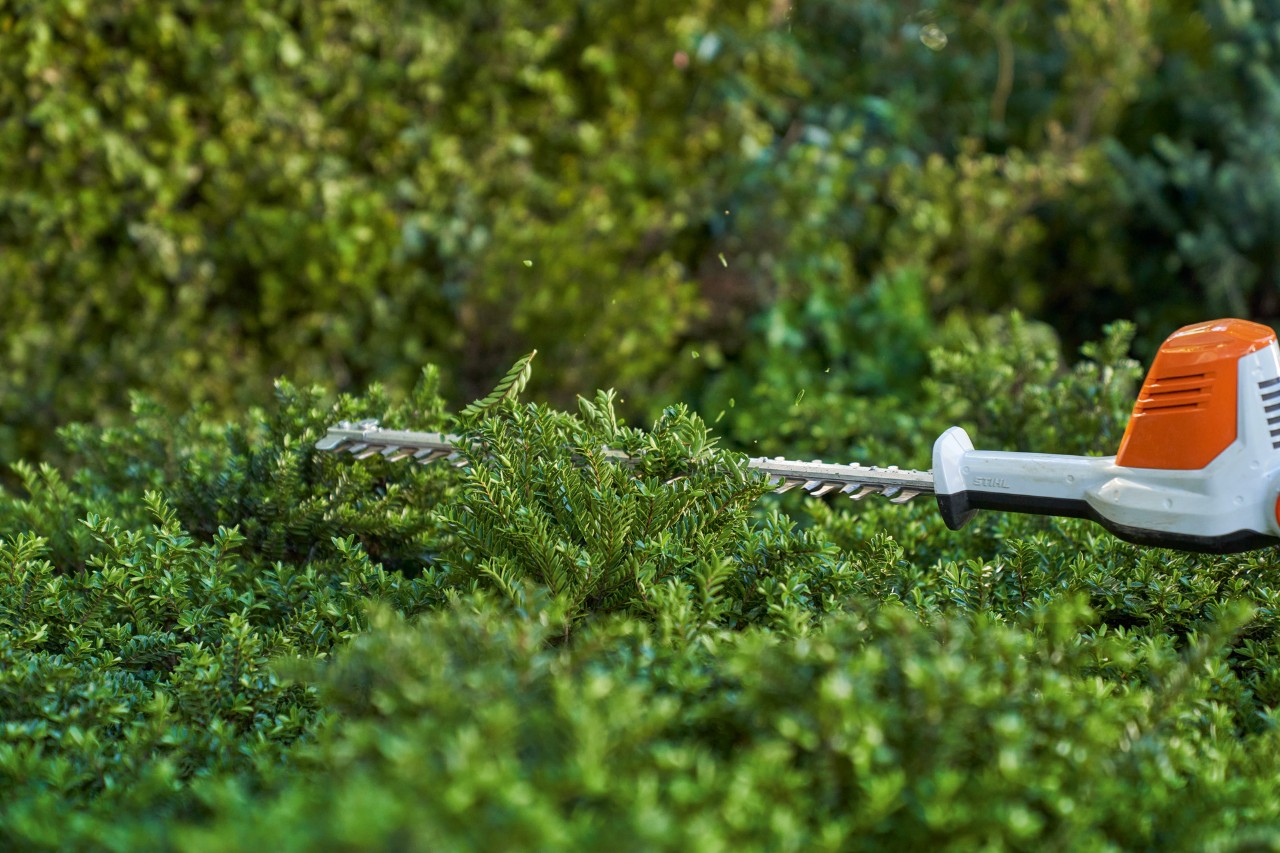Close-up van hoe met een STIHL accuheggenschaar HLA 56 bodembedekkers worden gesnoeid