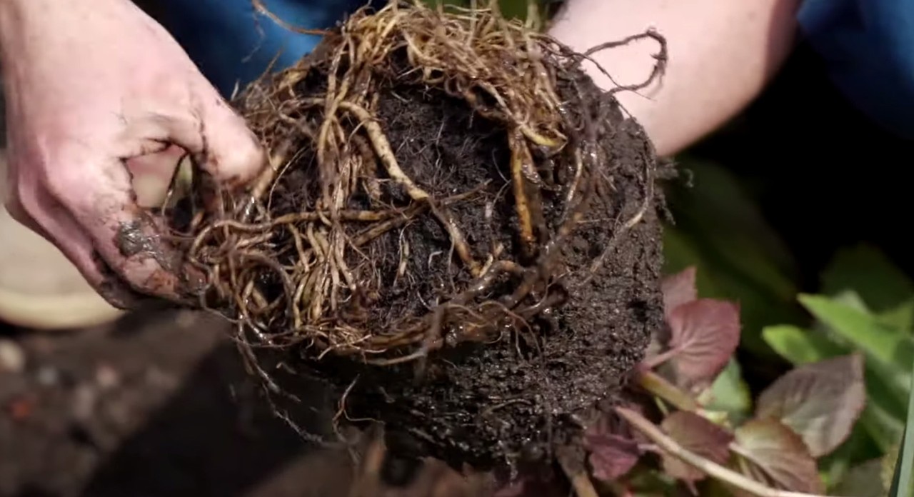 Afbeelding van een kluit in pot met dichte wortels
